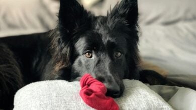 A long haired Black German Shepherd, with red sock in her mouth laying on the bed with wide open eyes.