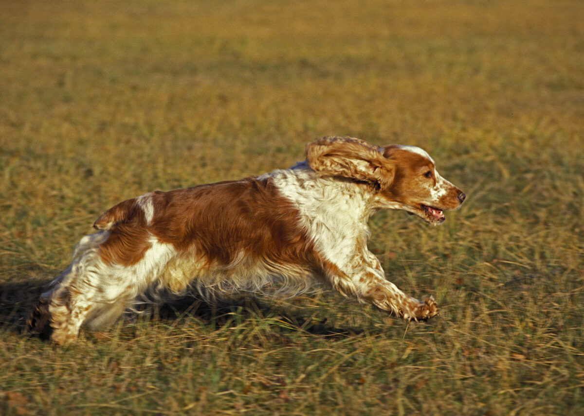 English Cocker Spaniel running through field.