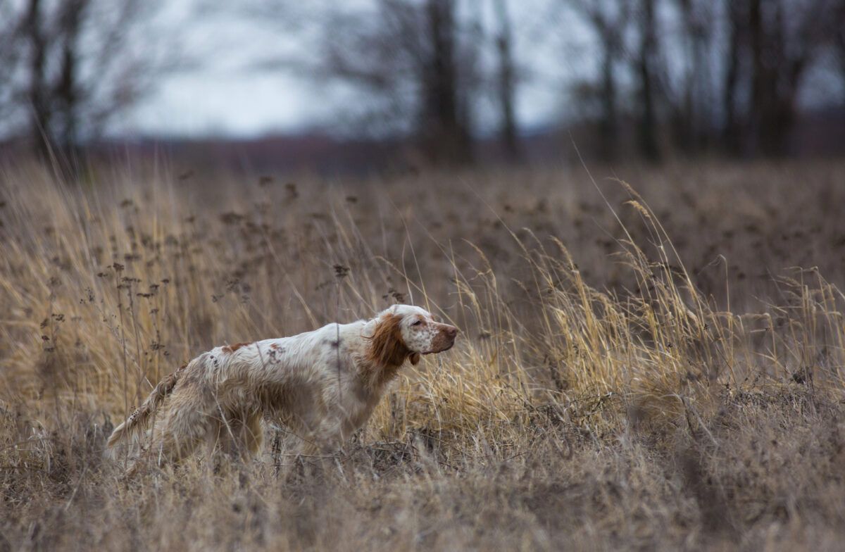 English Setter hunting in grassland.