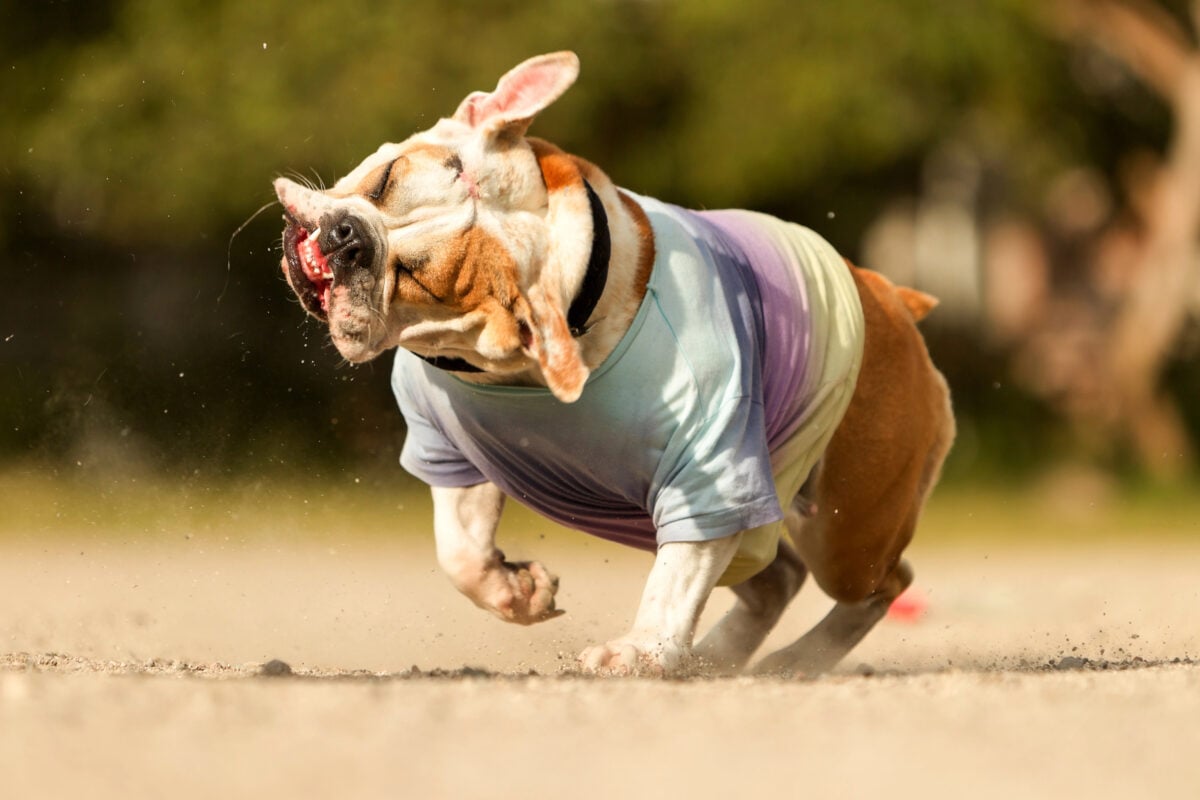 Female English Bulldog shaking head.