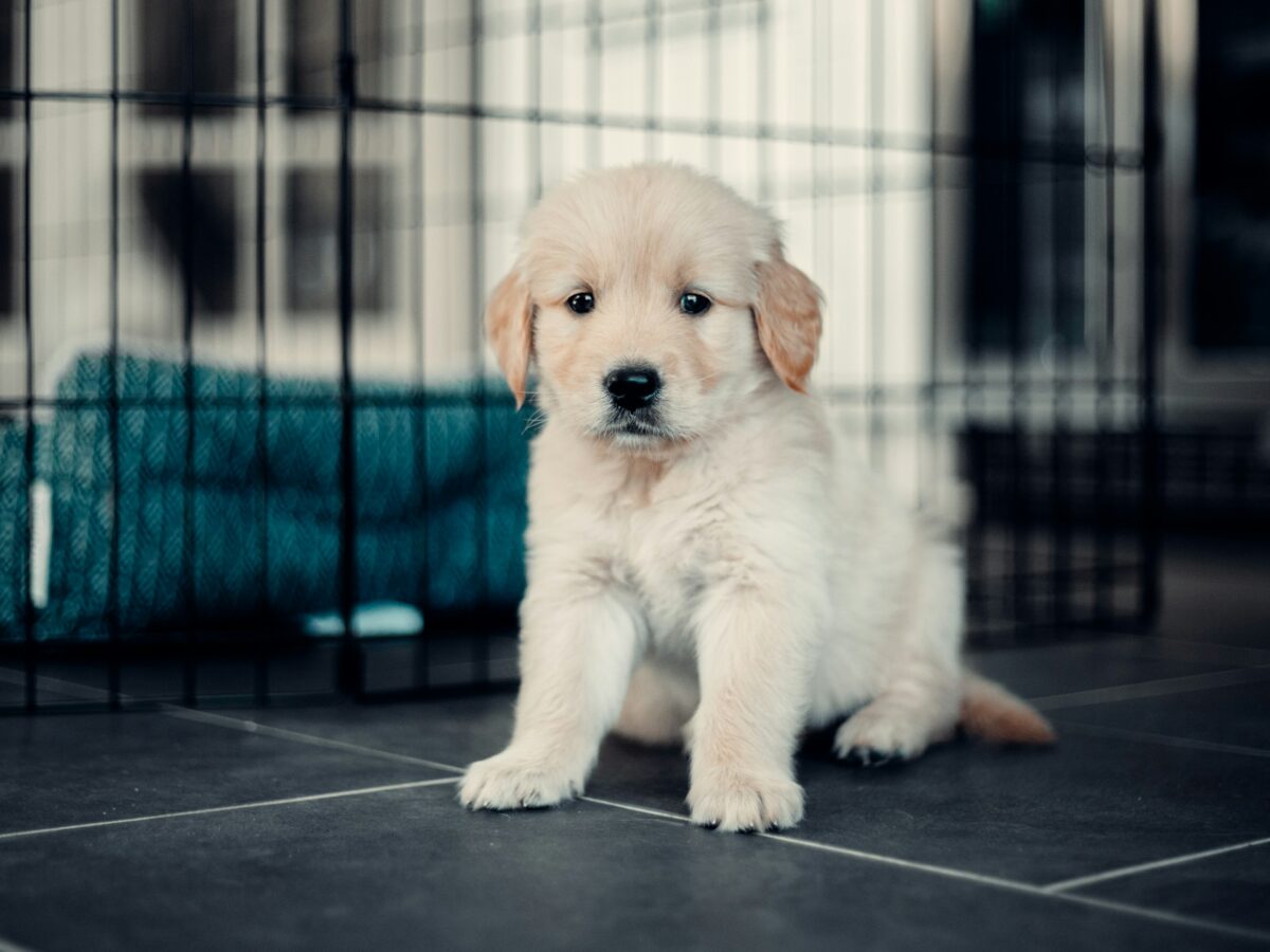 Golden retriever puppy looking sad and scared at the camera next to his cage.