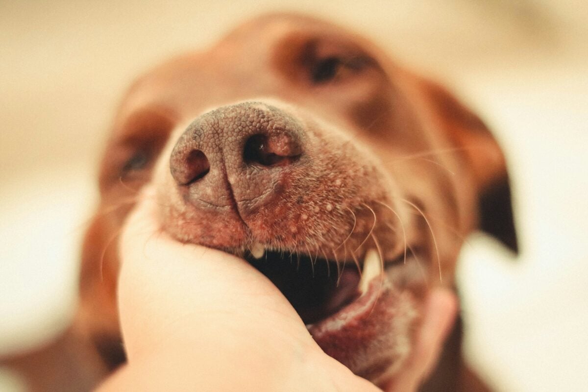 Brown dog gently biting (mouthing) owner's hand.