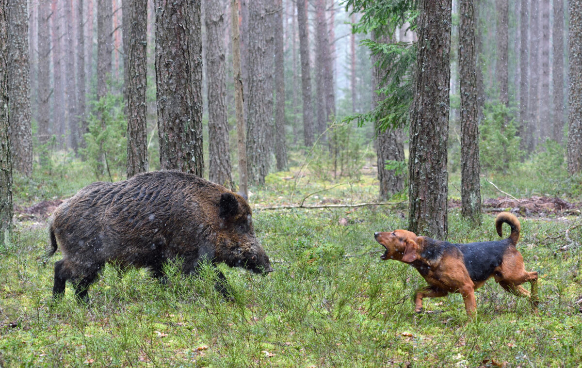 Hunting with hound on wildboar.