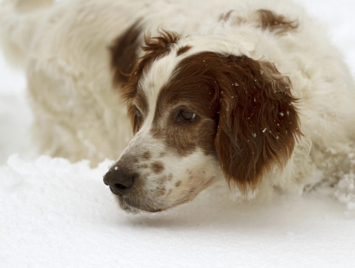 Irish red and white setter hunting in deep snow.