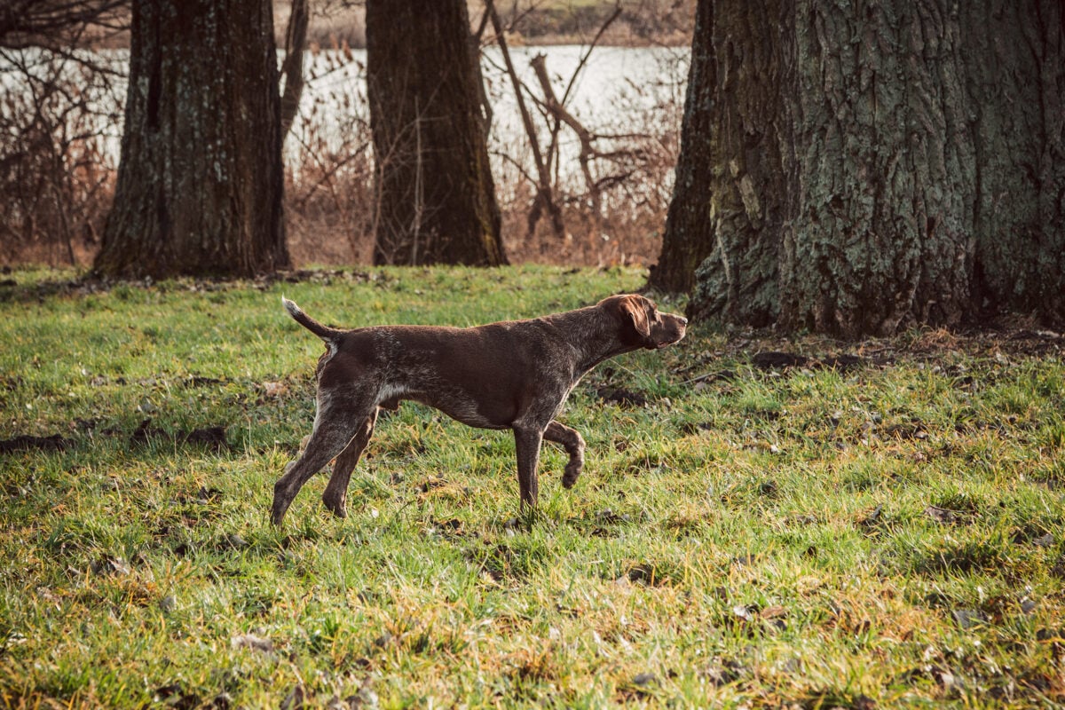 German Shorthaired Pointer in point position.