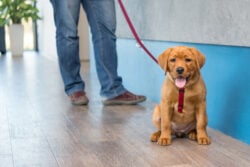Labrador puppy with his owner on a leash at the reception of an emergency vet clinic.