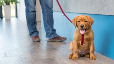 Labrador puppy with his owner on a leash at the reception of an emergency vet clinic.