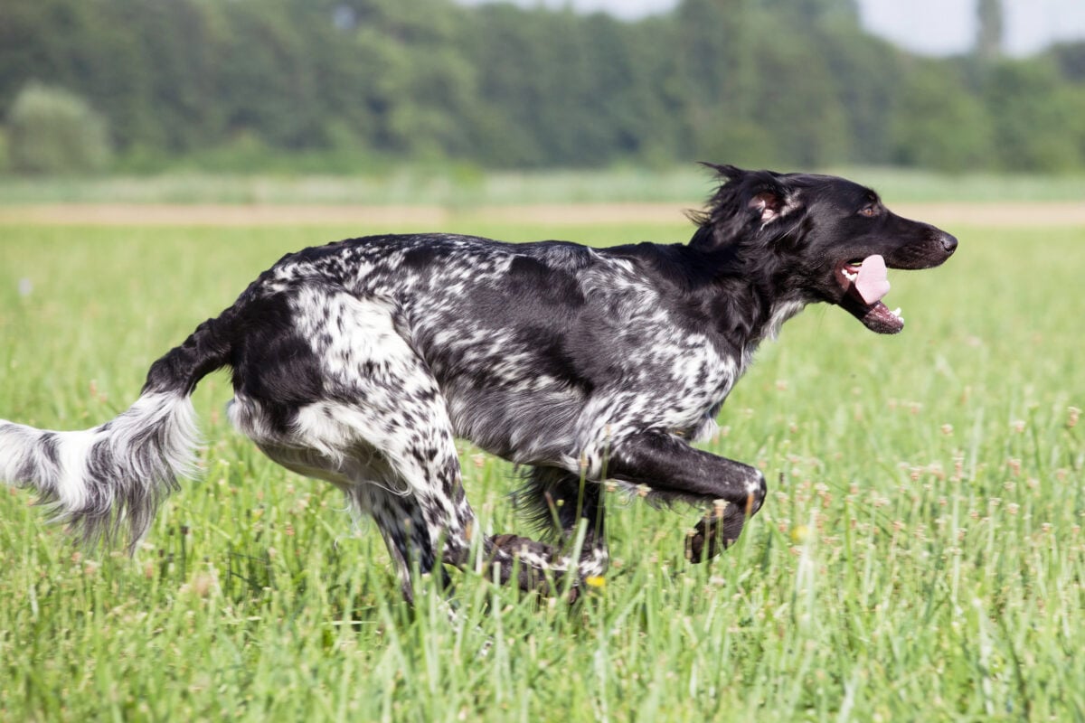 Large munsterlander dog running.