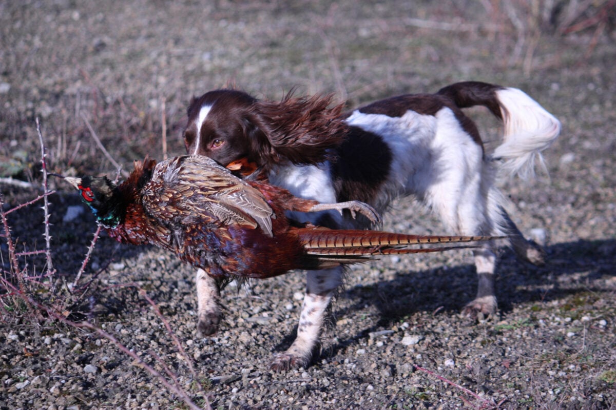 Liver and white working type English Springer Spaniel pet gundog.
