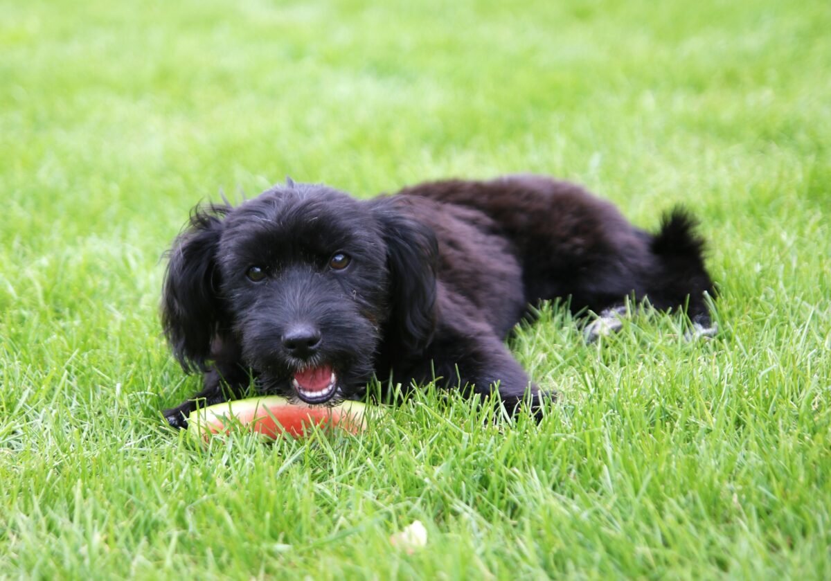Black Maltipoo eating watermelon on grass.