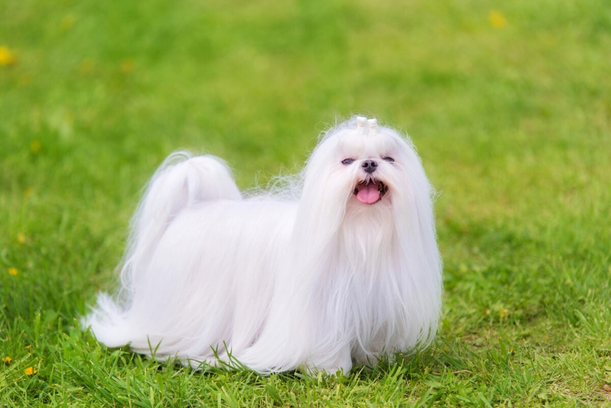 Maltese dog with long hair on grass in park.