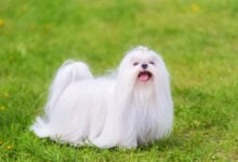 Maltese dog with long hair on grass in park.