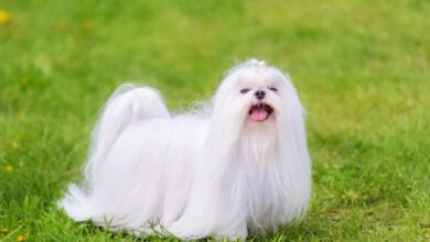 Maltese dog with long hair on grass in park.