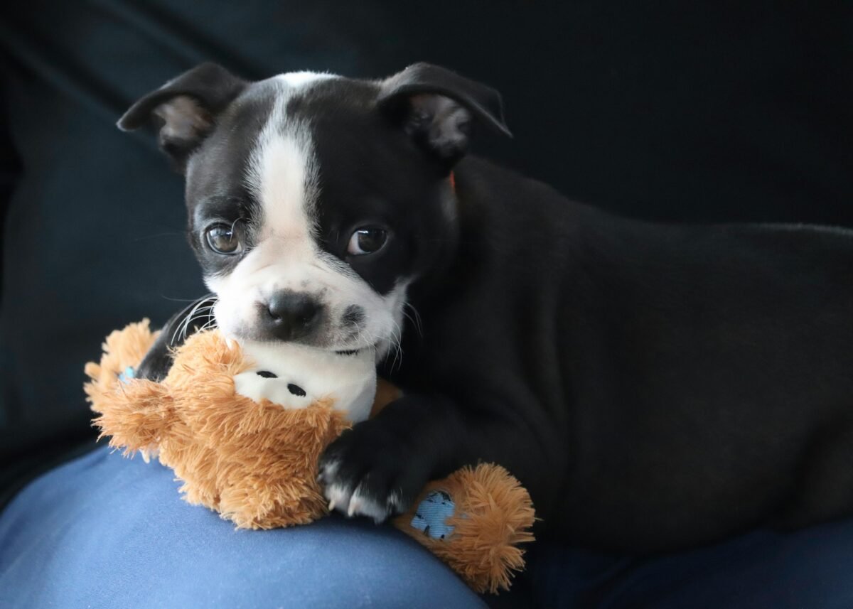 Boston terrier puppy with a stuffed toy. 