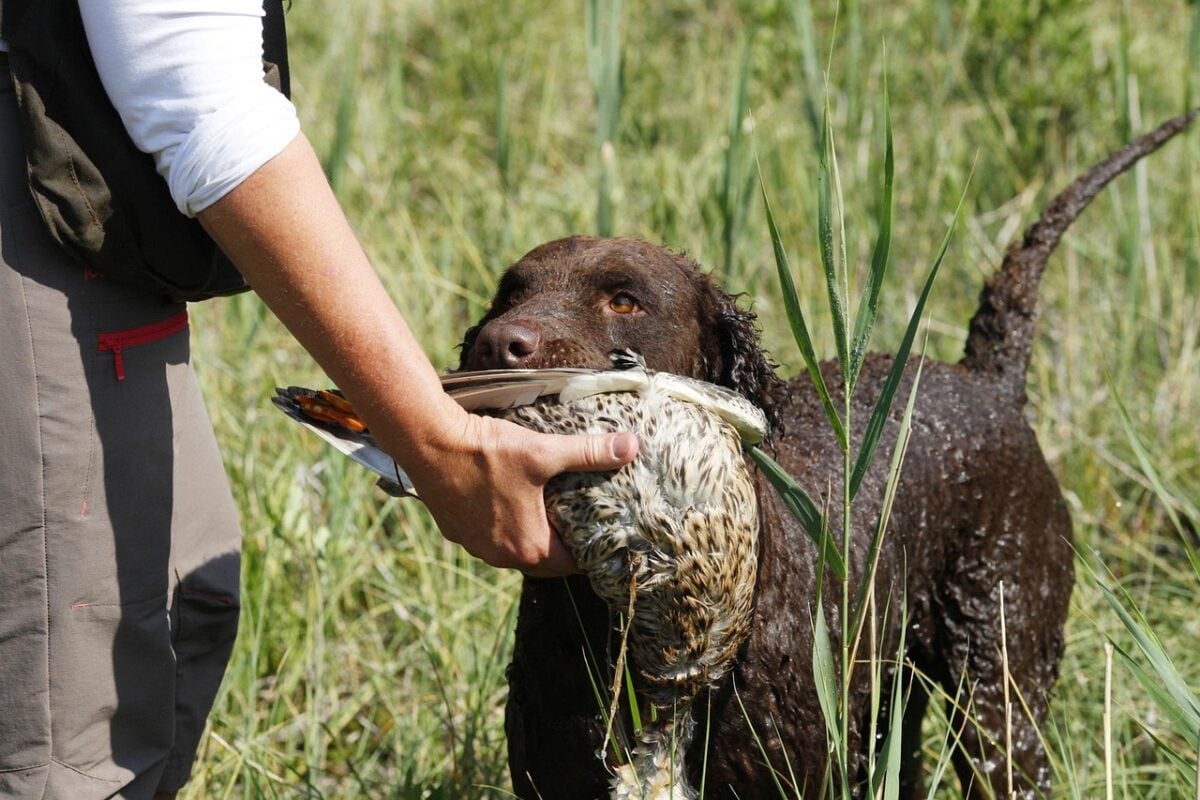 Curly-Coated Retriever in field brings bird to hunter.
