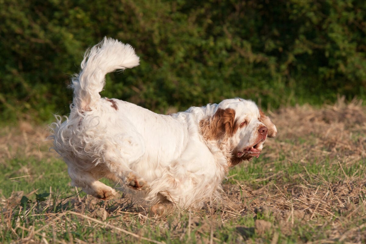 Cumber Spaniel running in field.