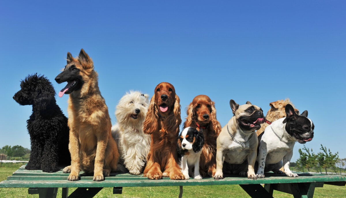 Group of dogs sitting together on a bench, representing different dog personalities and zodiac signs.