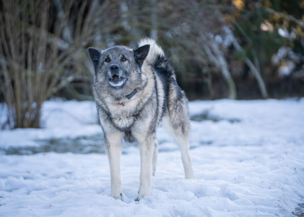 Norwegian Elkhound barking outside in winter.