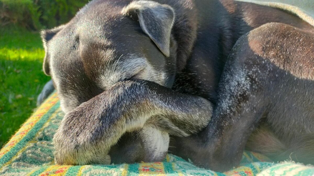 Old Black Labrador sleeping outside on a blanket cover his eyes and nose with his paw.