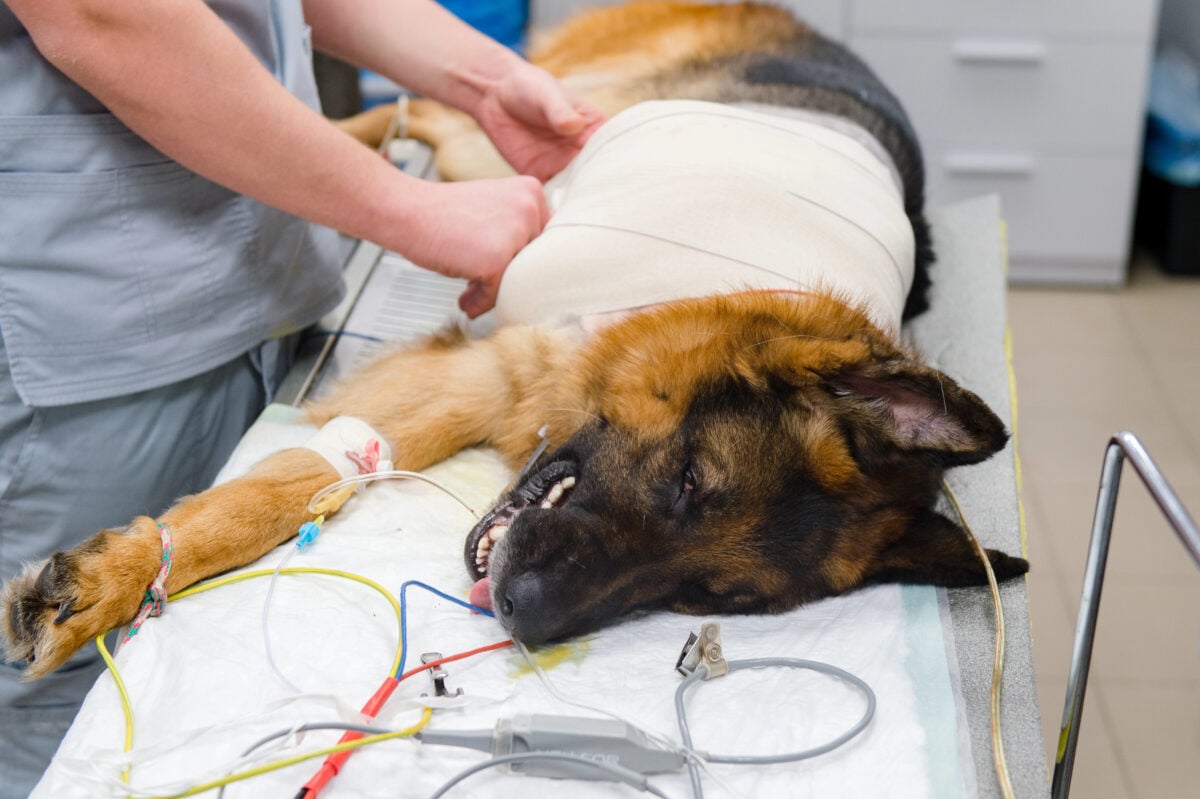 Partial view of vet performing surgery on a sick German Shepherd in veterinary clinic.