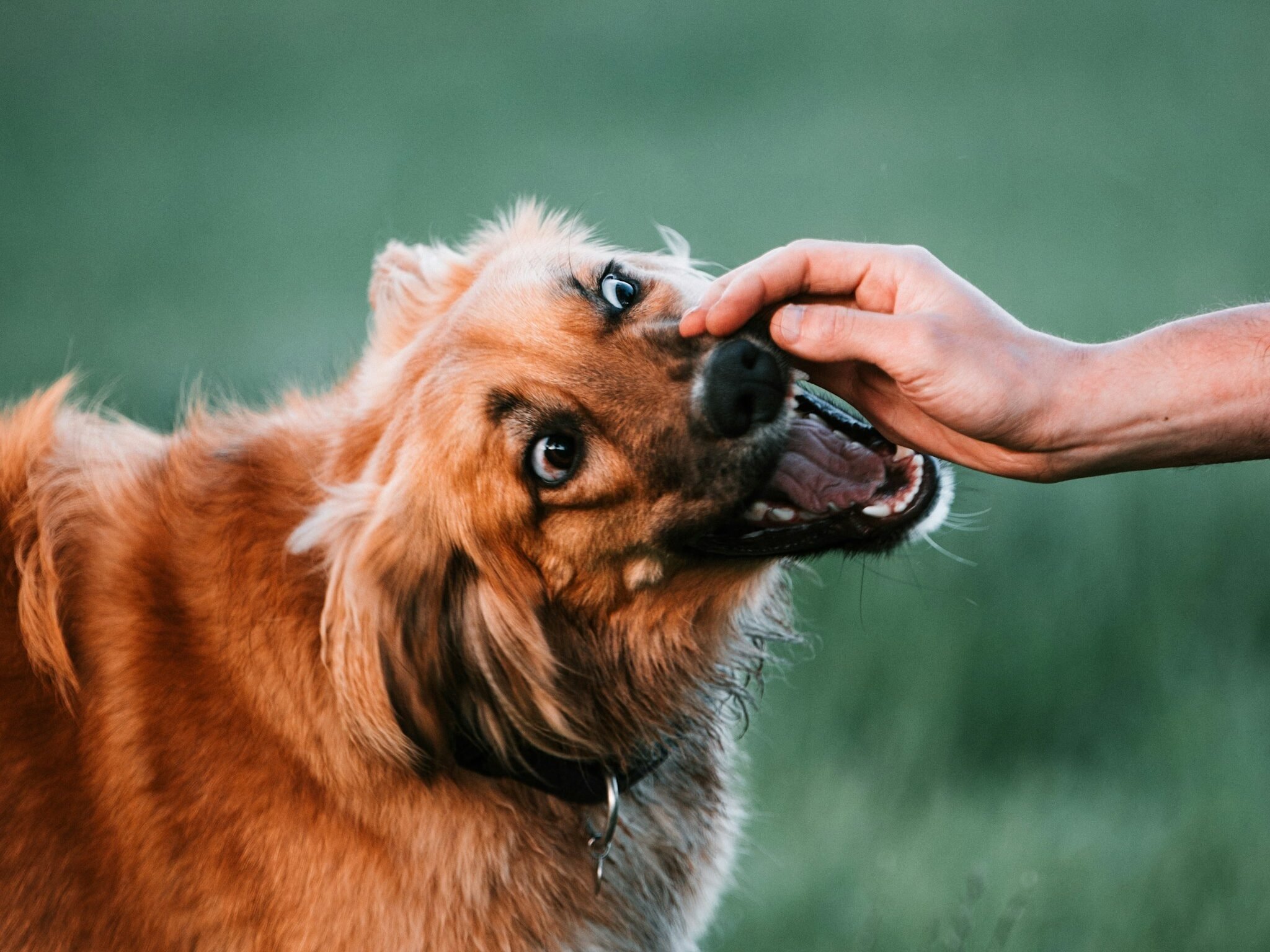 Dog Mouthing vs Biting: How To Tell The Difference (And When To Worry) -  Canine Journal