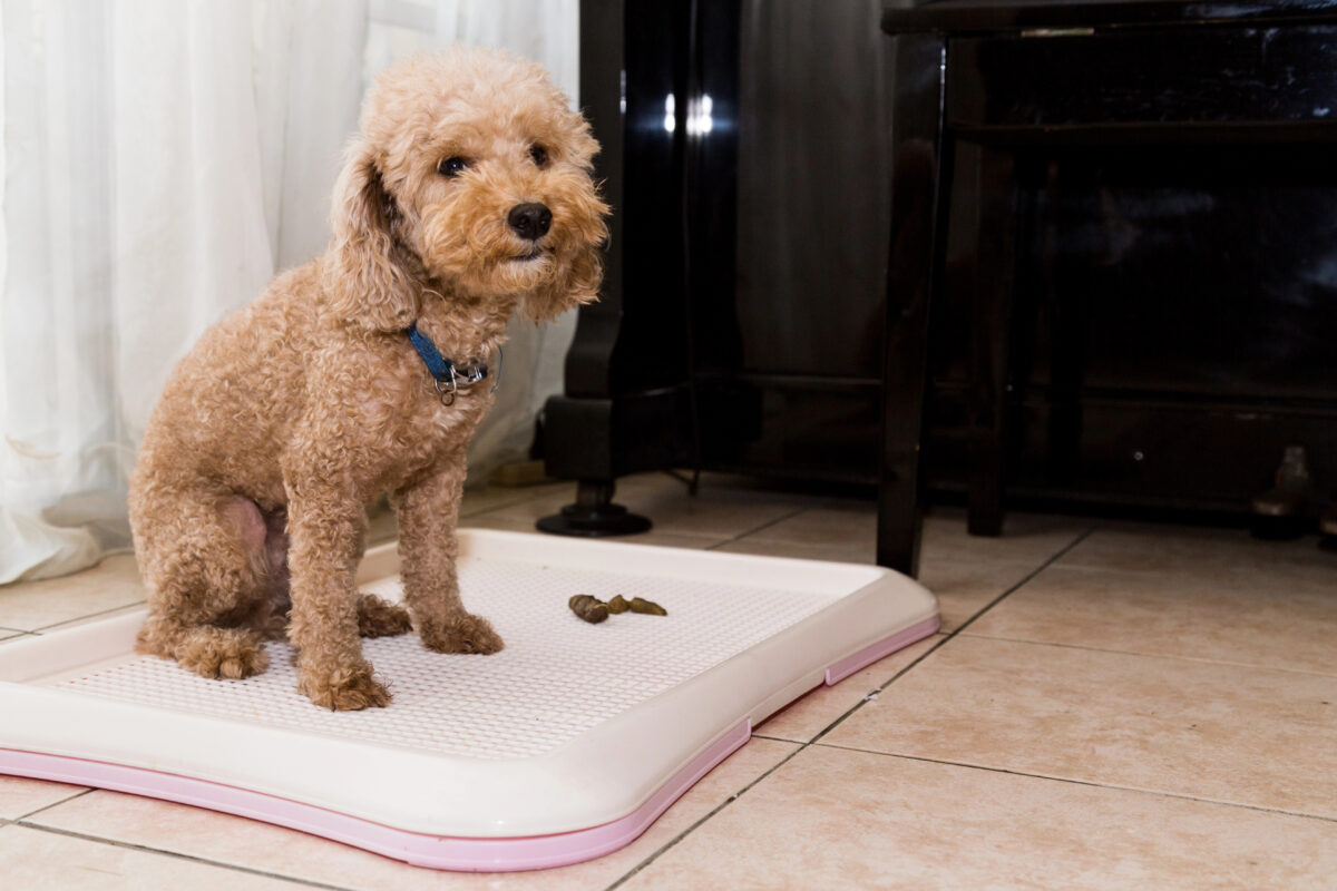 Poodle dog next to pee pad toilet tray.