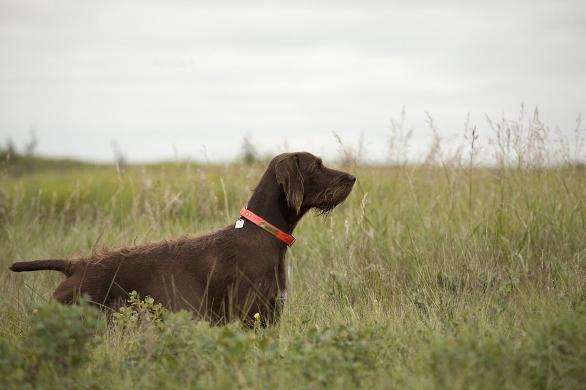 Pudelpointer in field.