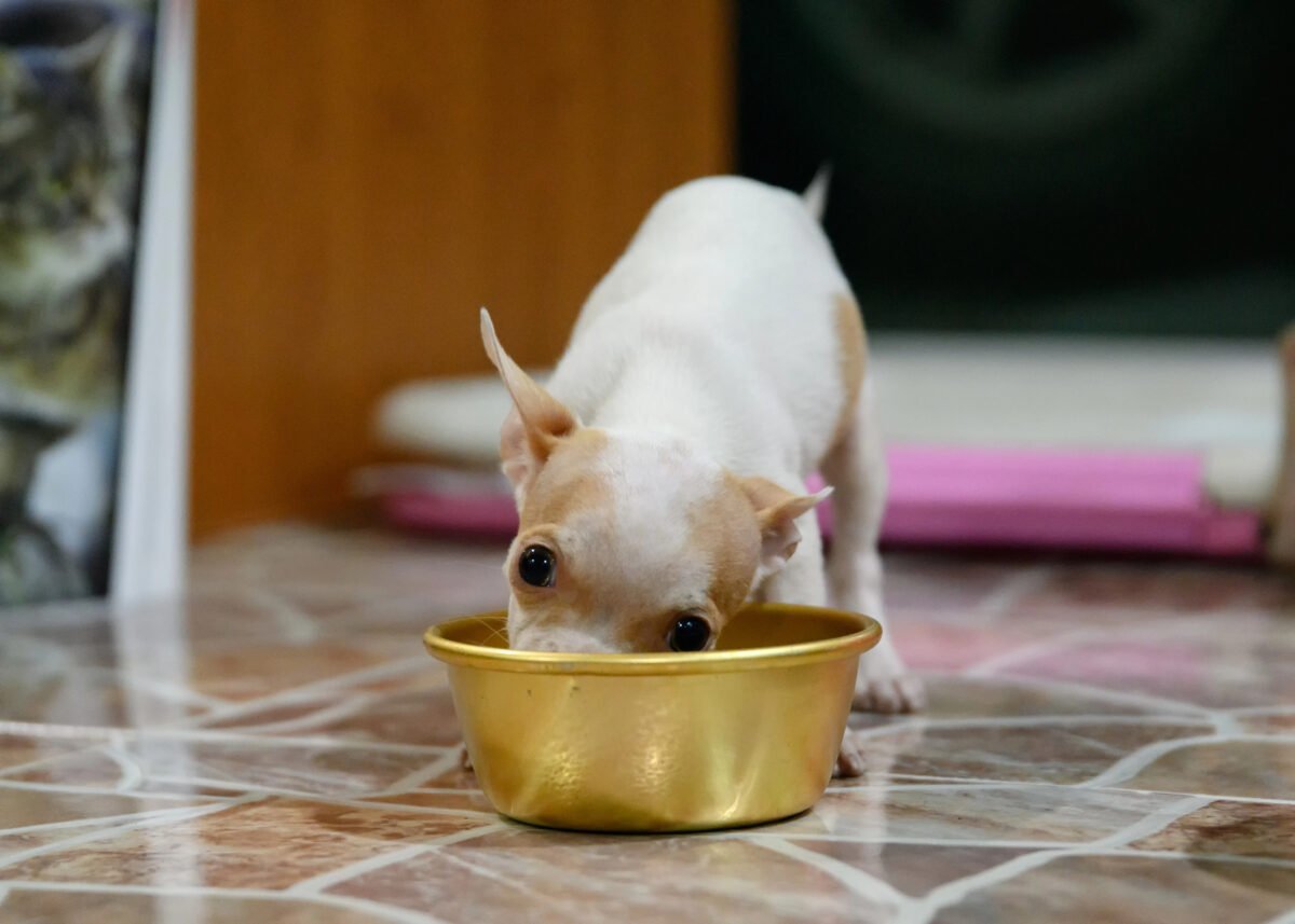 Puppy Chihuahua eating food from gold bowl.