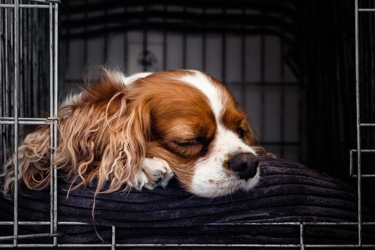 Sleeping Cocker Spaniel puppy in the open wire crate with the soft bedding.