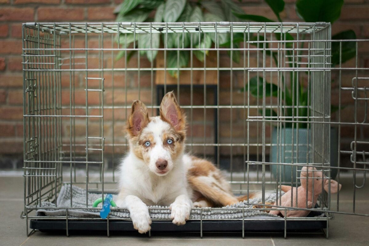 Puppy crate training.