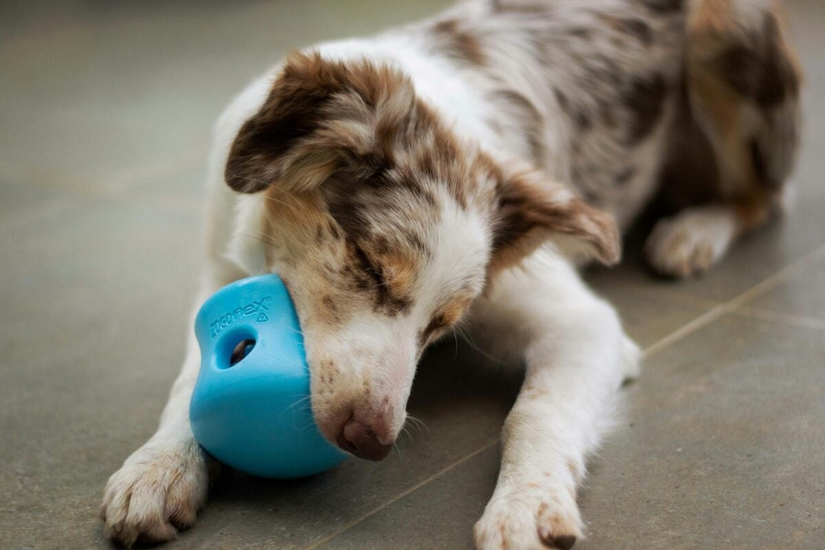 Puppy enjoying treats in rubber toy.