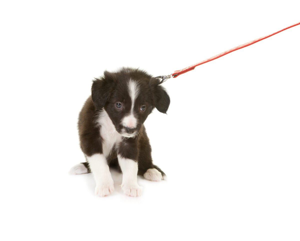 Puppy refusing to walk on a leash.