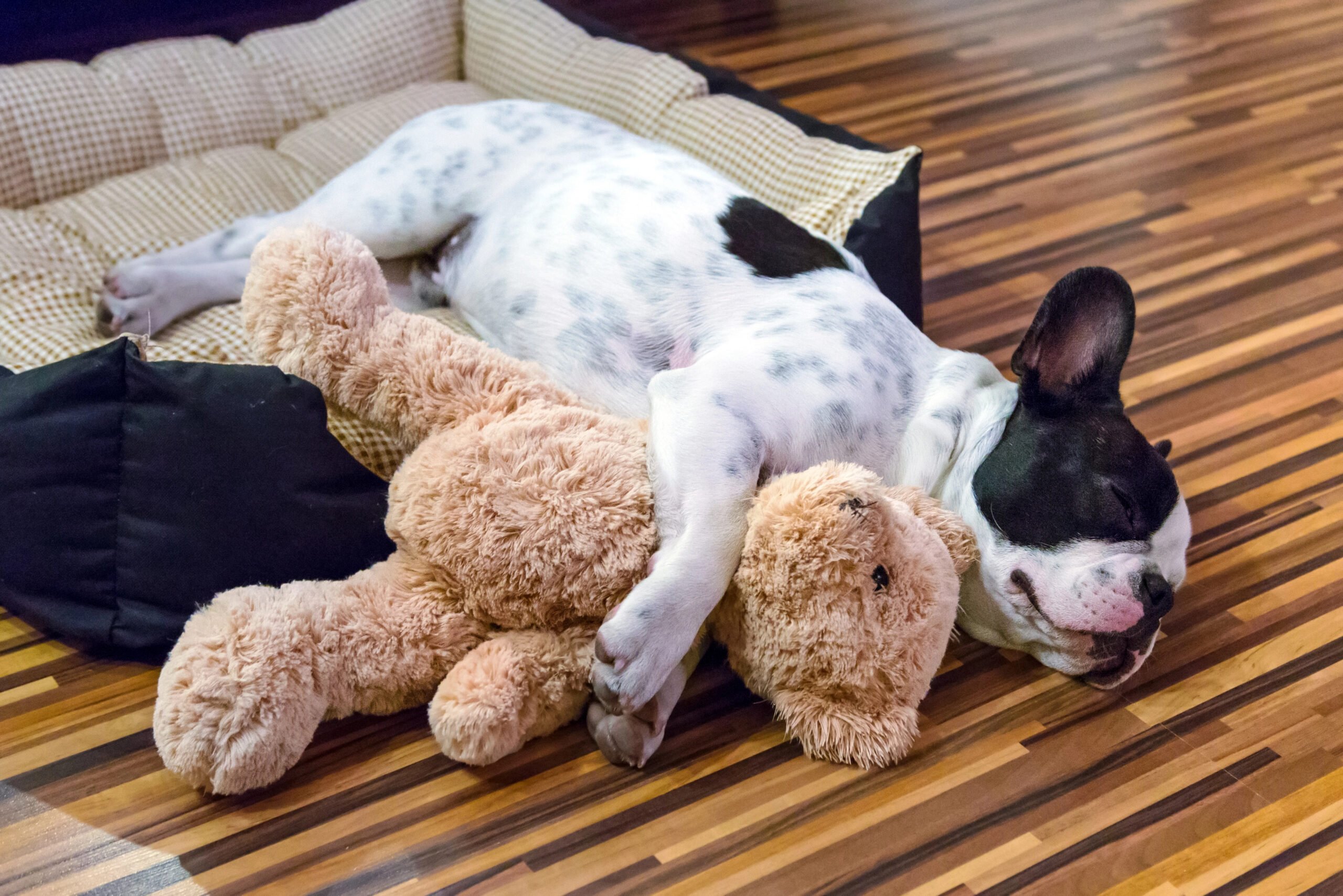 Small black and white dog sleeping with a teddy bear its holding.