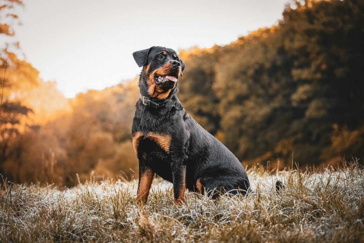 Rottweiler sitting in field.