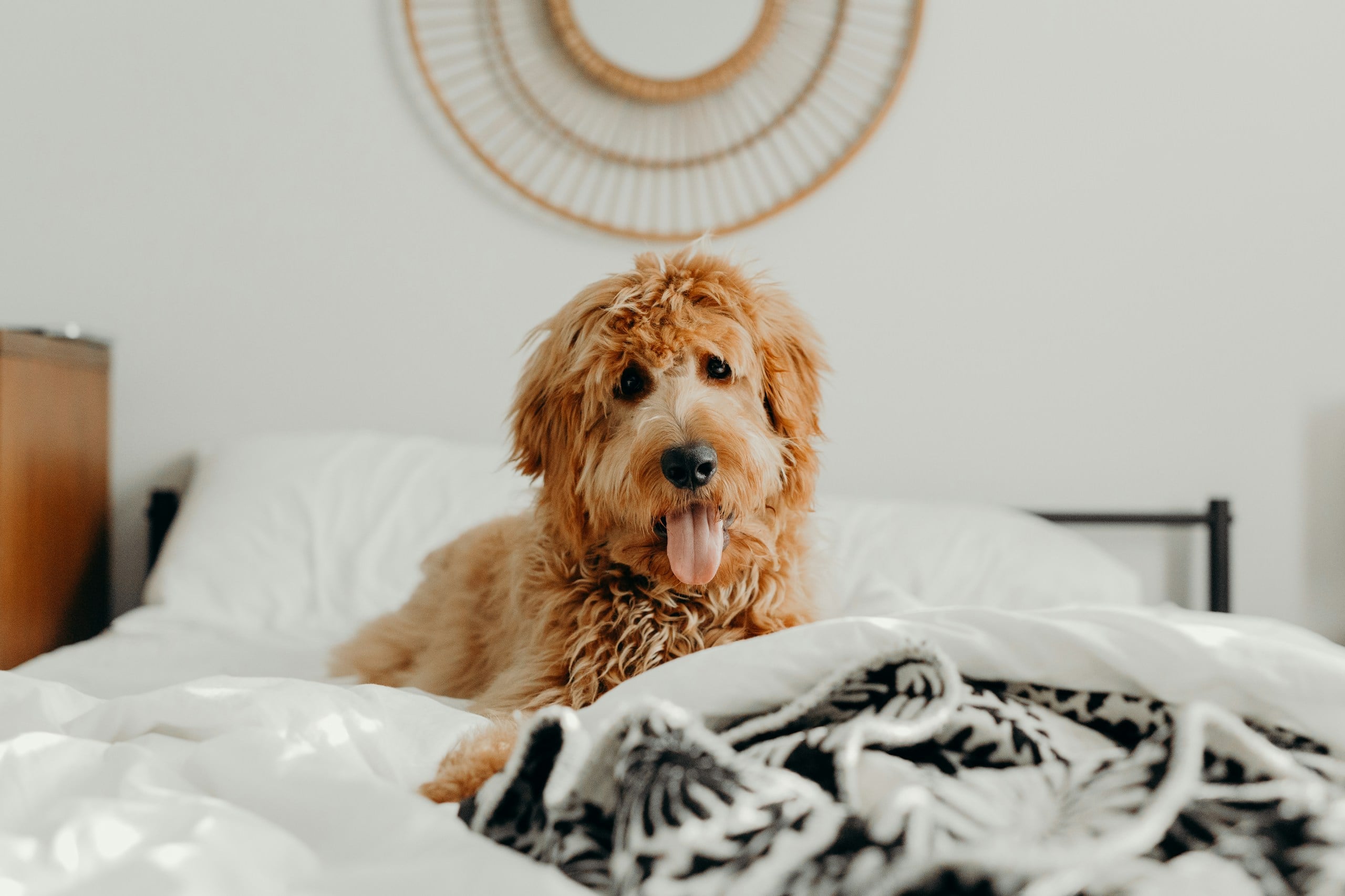 Goldendoodle lying on bed.