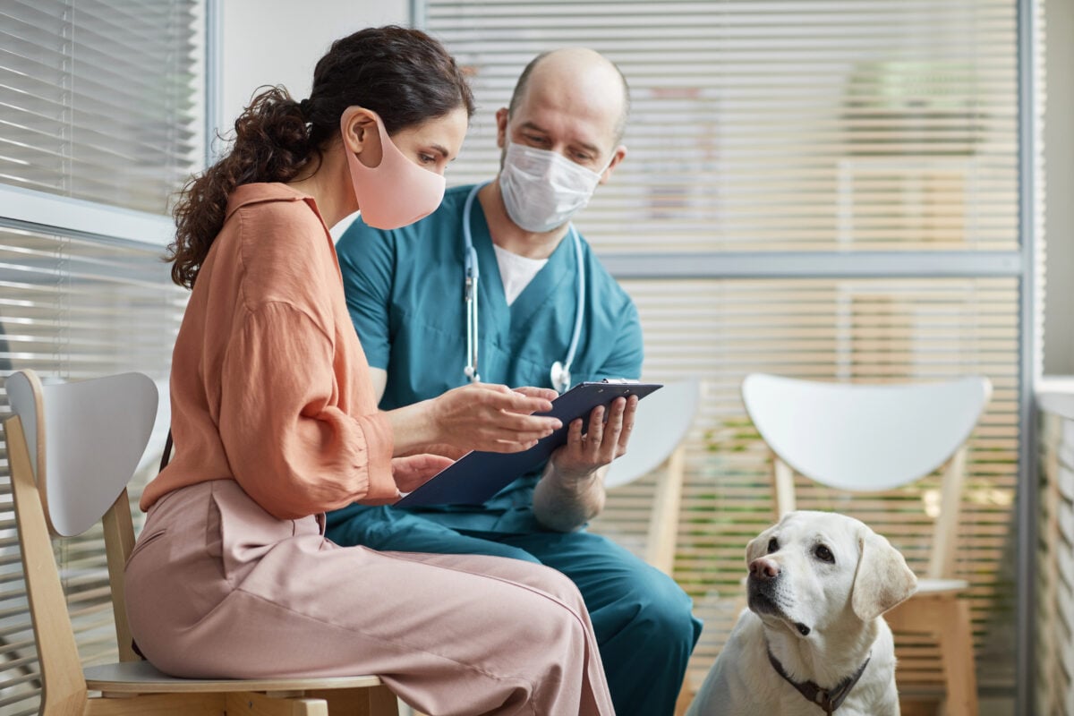 Side view portrait of young woman wearing mask while talking to veterinarian in waiting room at vet clinic with Labrador Retriever.