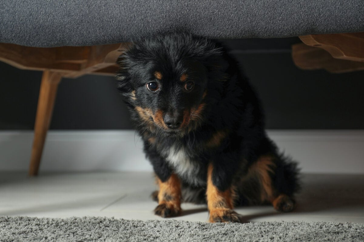 Stressed dog hiding under sofa. 