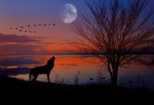 sunset, evening atmosphere, wolf, dog, moon, landscape, sea, pet, dusk, animal, mood, nature, water