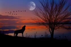sunset, evening atmosphere, wolf, dog, moon, landscape, sea, pet, dusk, animal, mood, nature, water