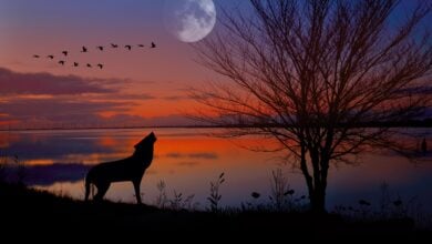 sunset, evening atmosphere, wolf, dog, moon, landscape, sea, pet, dusk, animal, mood, nature, water