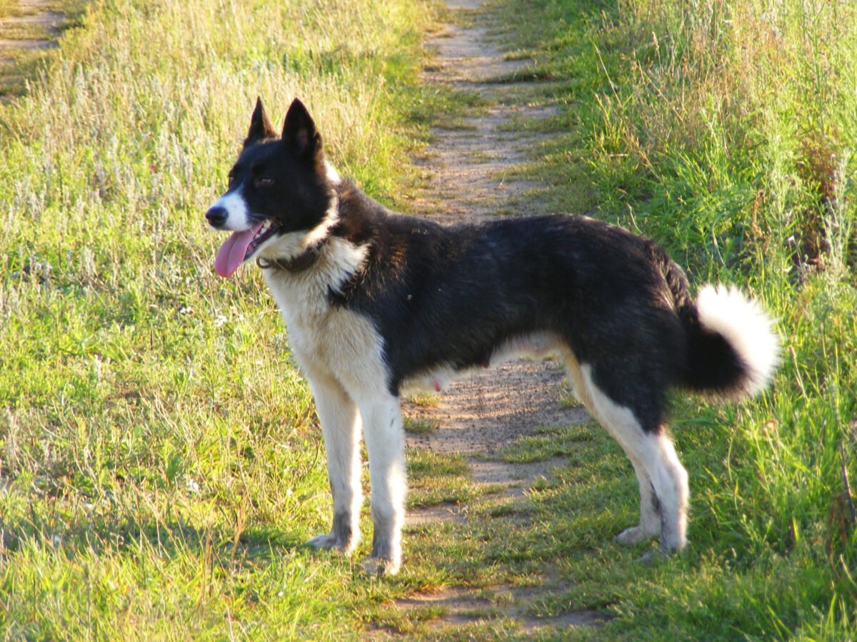 Karelian Bear Dog.