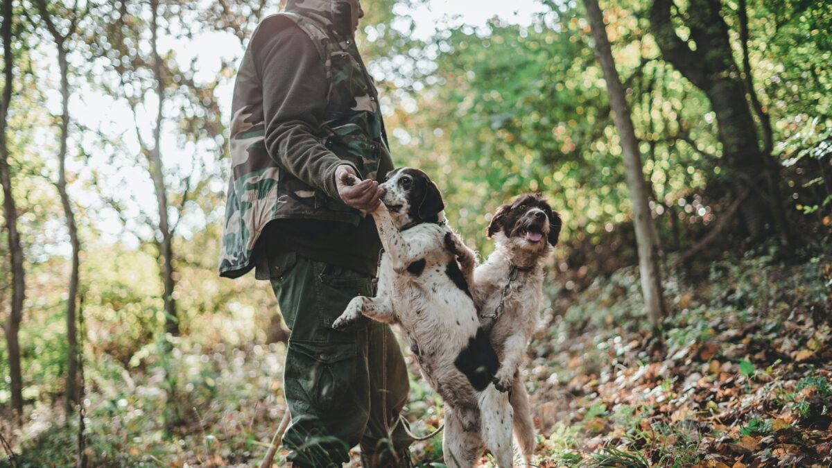 Truffle hunting with dogs.