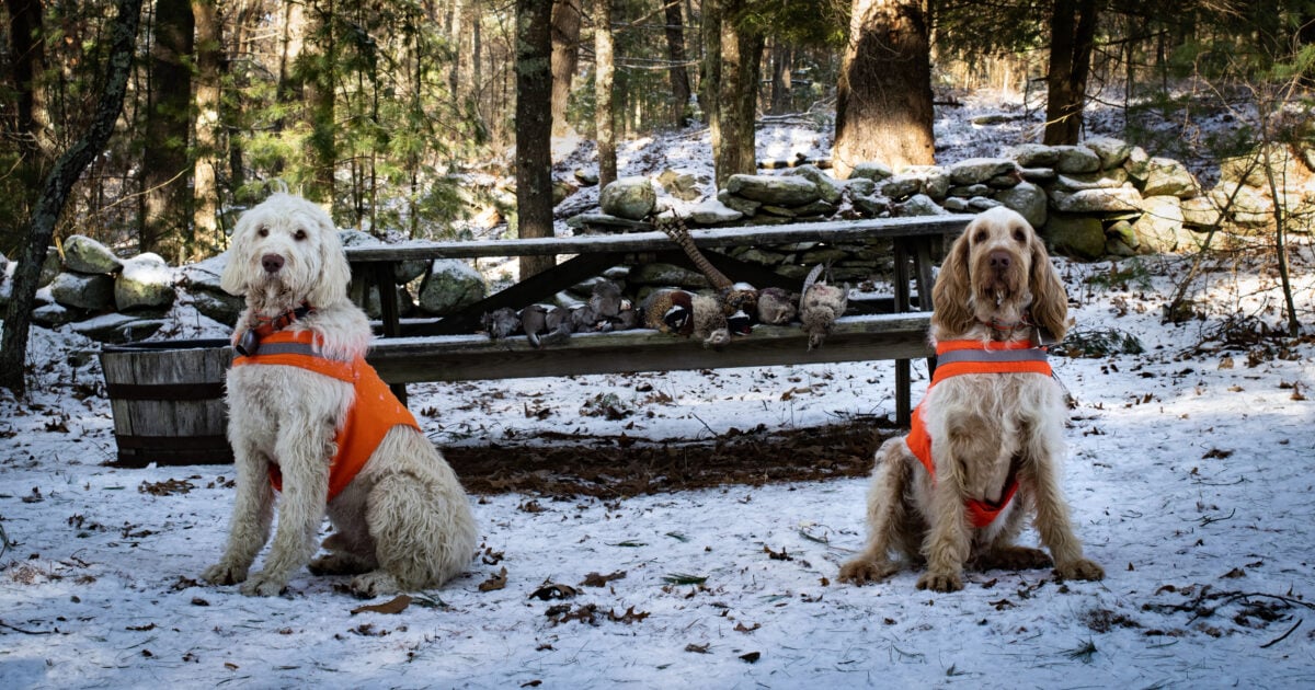 Two Spinone Italiano hunting dogs in orange vests sit proudly by their catch.