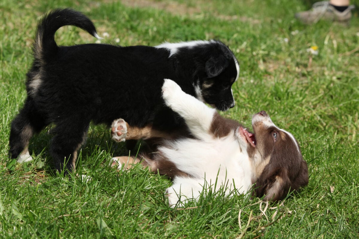 Two playing puppies in the grass.
