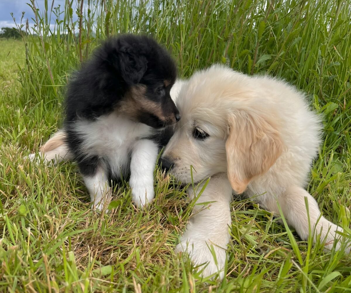 Two different breeds of puppies lying in the grass together.