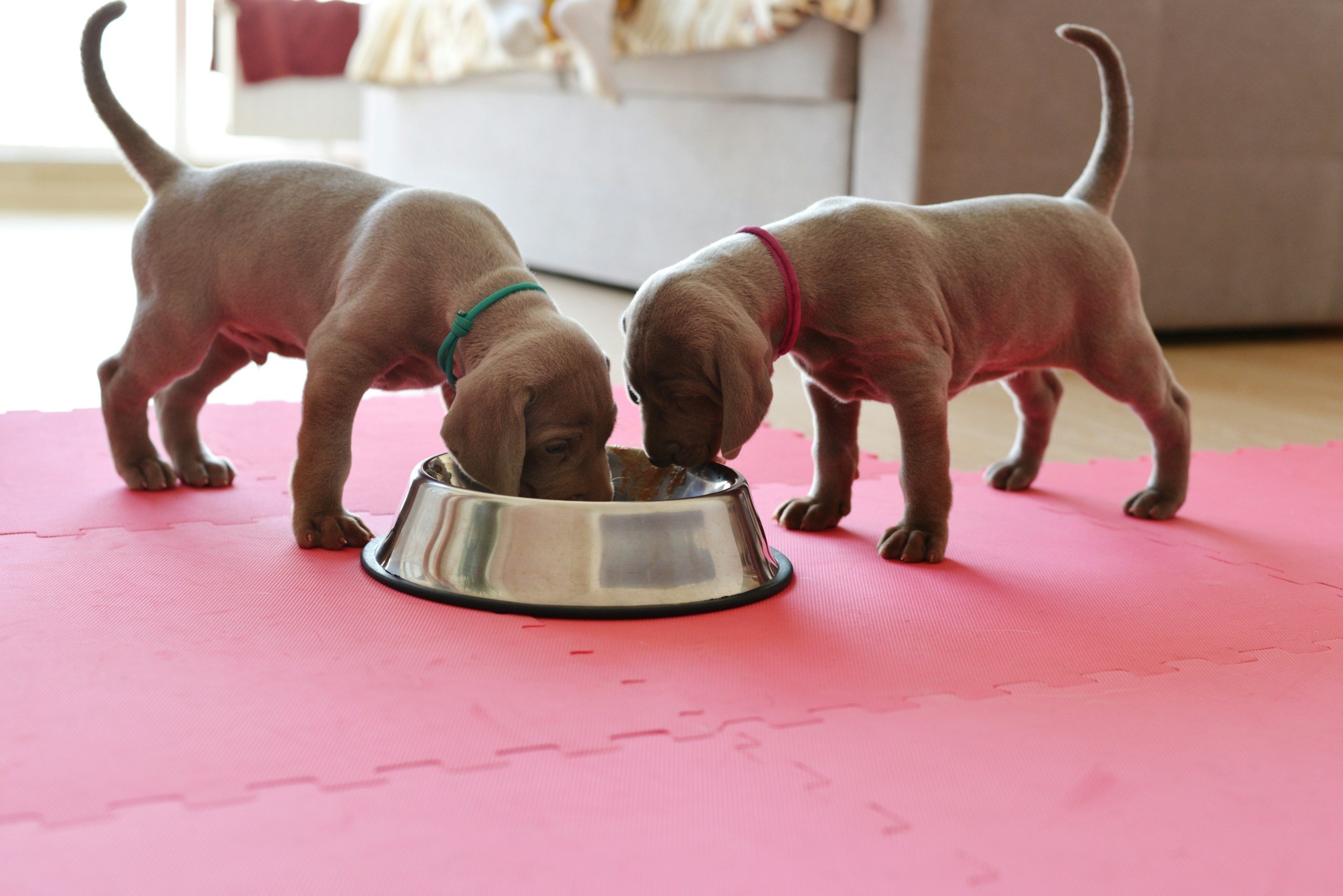 Two brown puppies eating out of a metal bowl together.