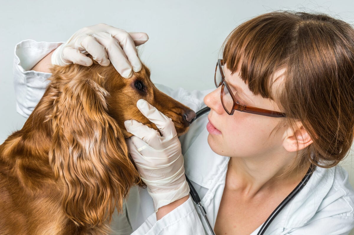 Veterinarian checking a Cocker Spaniel's eye.
