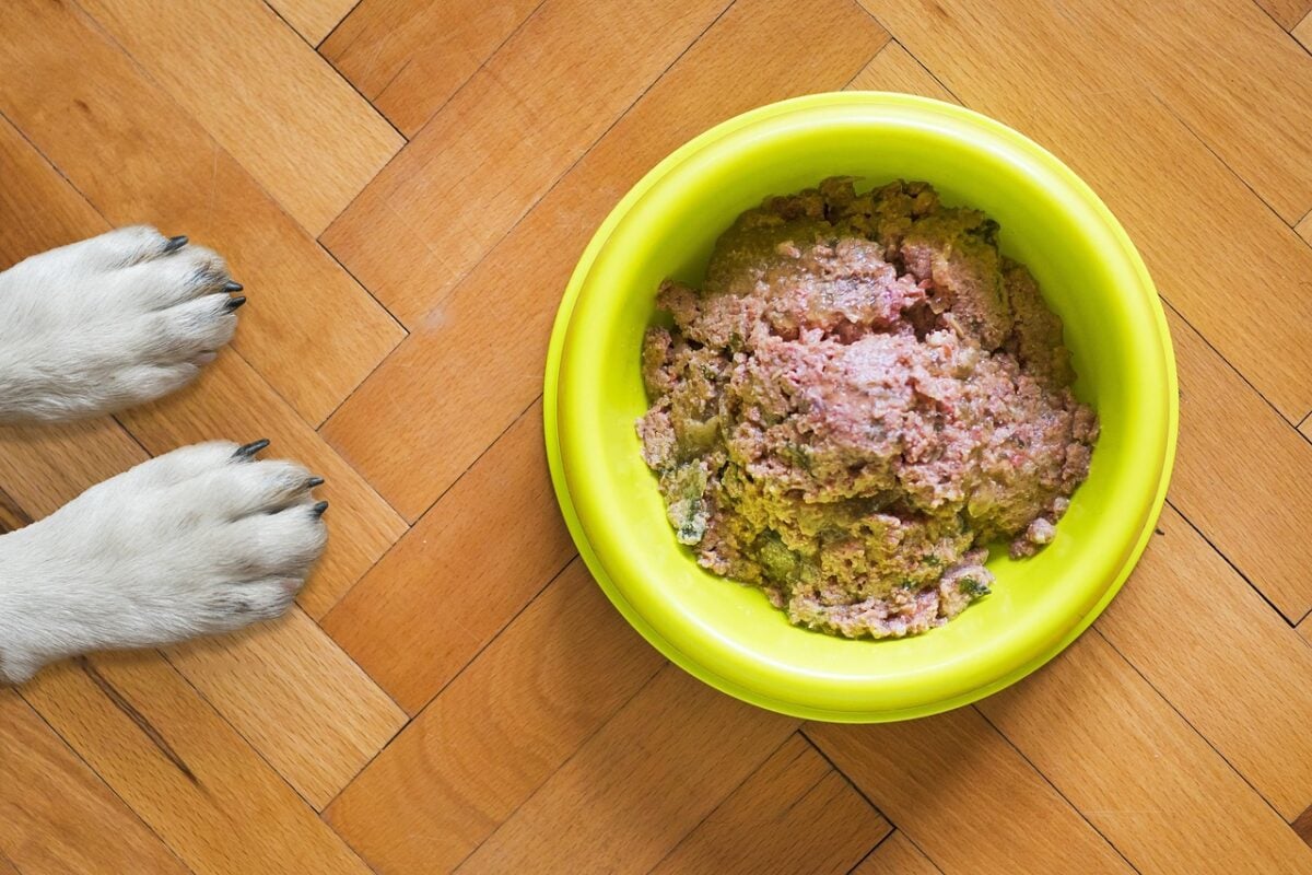 Wet dog food in a green bowl with dog paws next to it. 