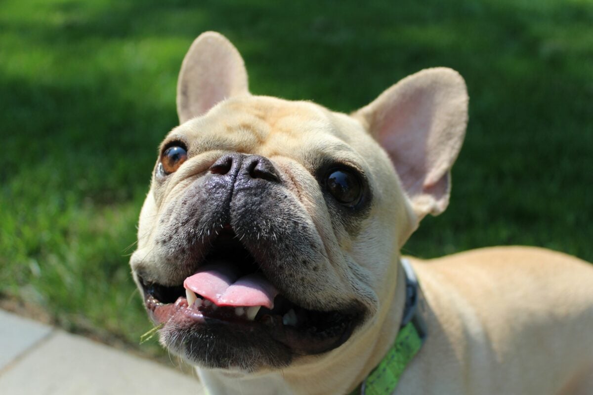 French Bulldog smiling for a camera outside.