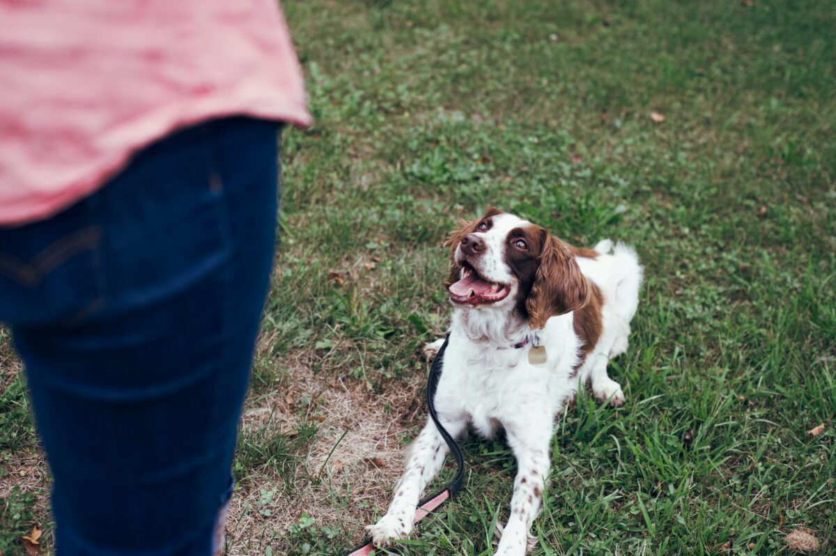 Dog lying on grass during training, listening to instructions from owner.
